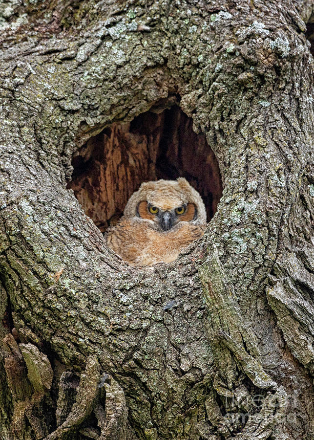 Great Horned Owlet Peek A Boo Photograph by Teresa Jack
