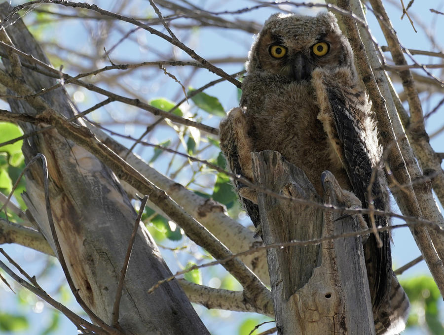 Owl Photograph - Great Horned Owlet Sitting in a Tree by Moment of Perception