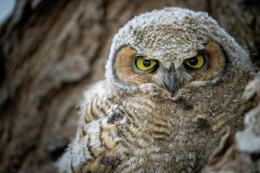 Great Horned Owlet  Photograph by Wesley Aston
