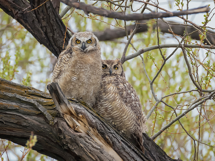 Great Horned Owlet with Mama Photograph by Loree Johnson