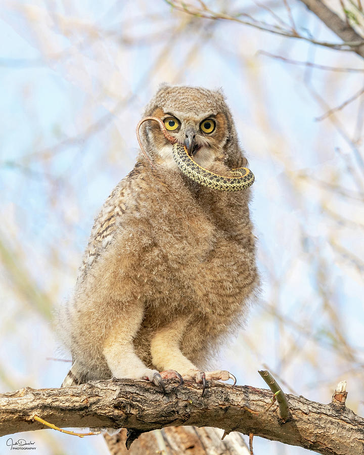 Great Horned Owlet with Snake - IV Photograph by Judi Dressler