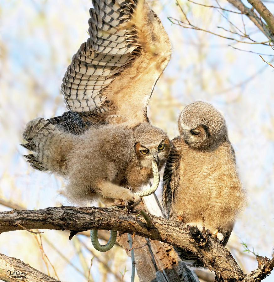 Great Horned Owlet with Snake -- III Photograph by Judi Dressler
