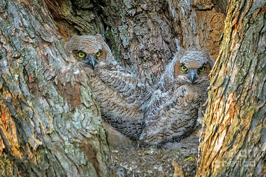 Great Horned Owlets 2 Photograph By Teresa Jack - Fine Art America