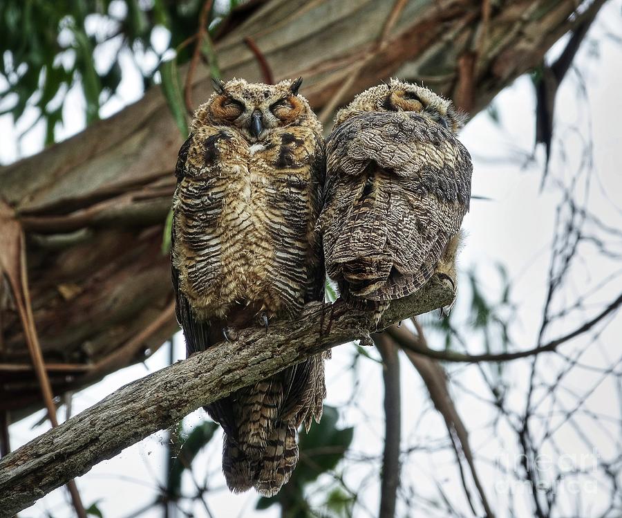 Great Horned Owlets 3826-20S Photograph By Linda Dron Photography ...