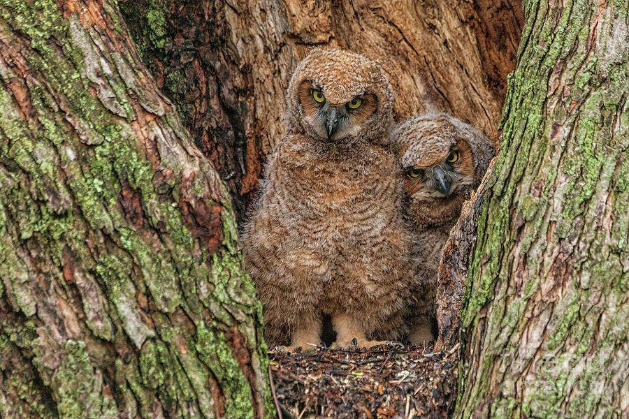 Great Horned Owlets Attitude Photograph by Teresa Jack