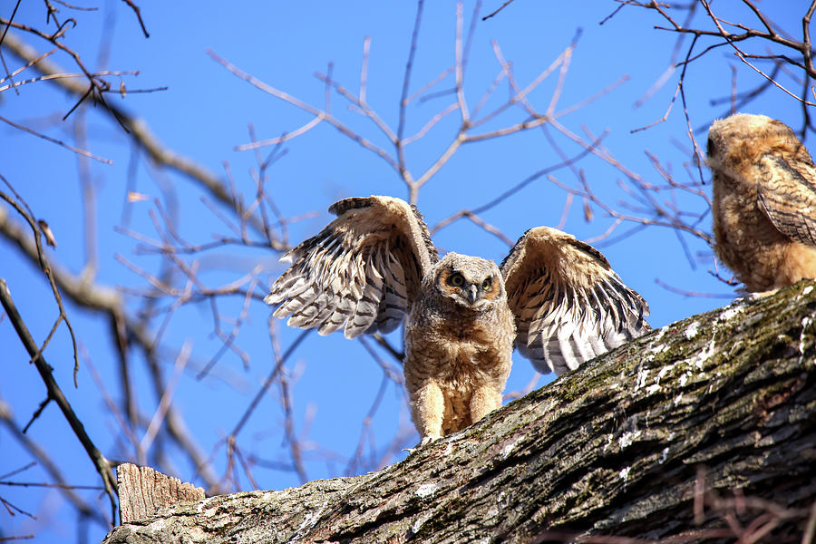 Great Horned Owlets Photograph By Brook Burling - Fine Art America