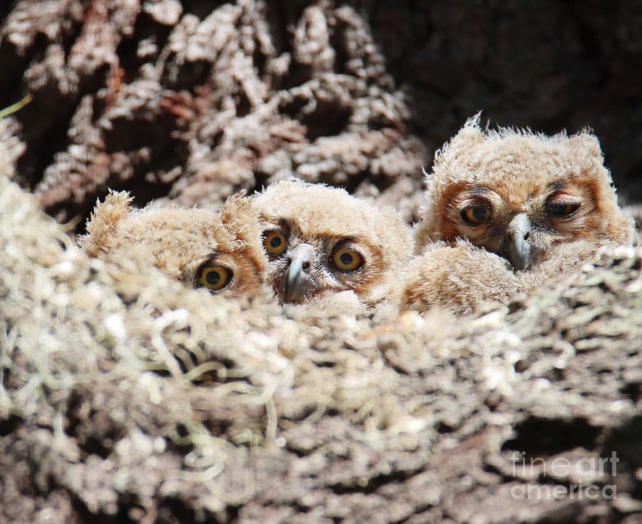 Great Horned Owlets Photograph By Cathy Johnson | Fine Art America