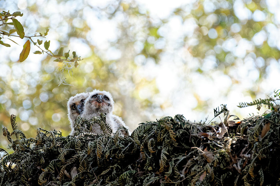 Great Horned Owlets Photograph by Colin Hocking