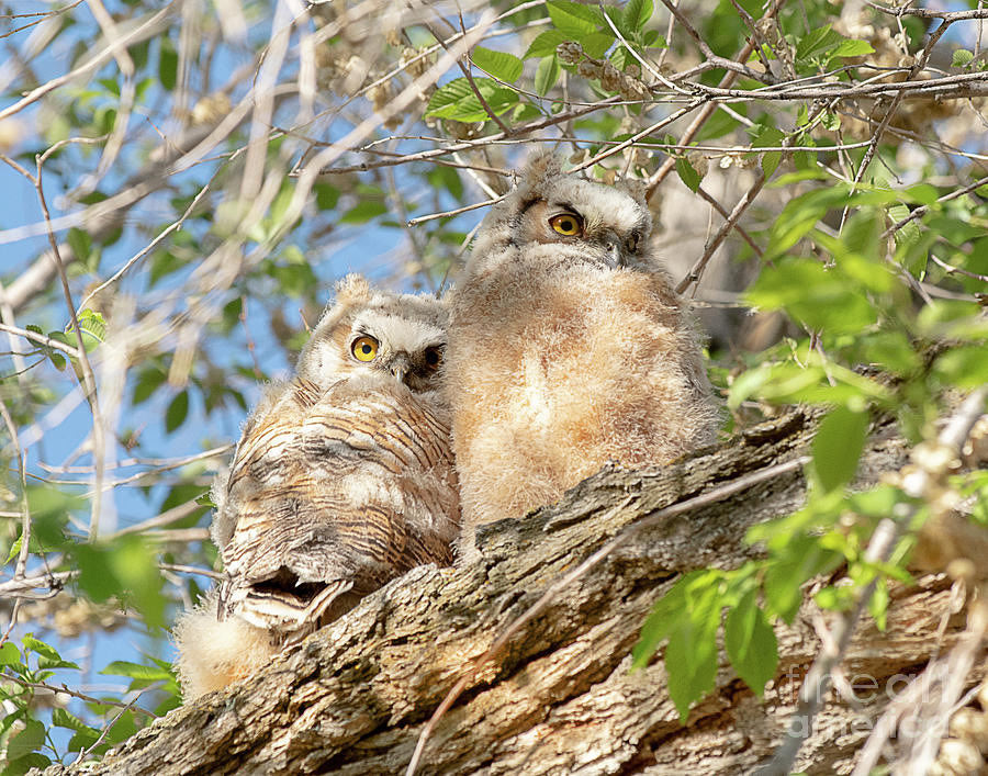 Great Horned Owlets Photograph by Dennis Hammer