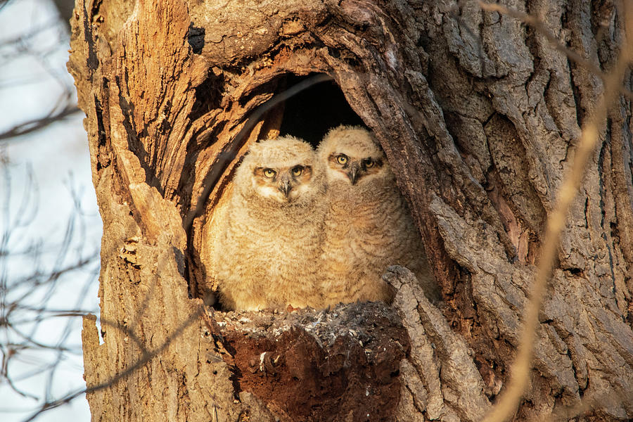 Bird Photograph - Great Horned Owlets by Elisa Sweet