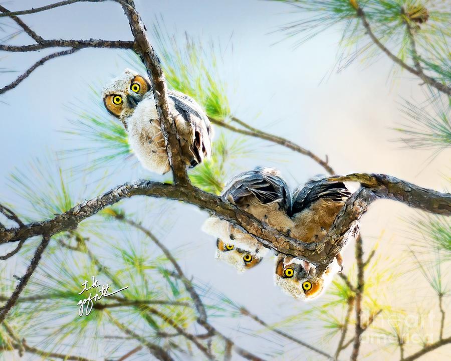 Great Horned Owlets Hanging Out 2 Photograph by TK Goforth