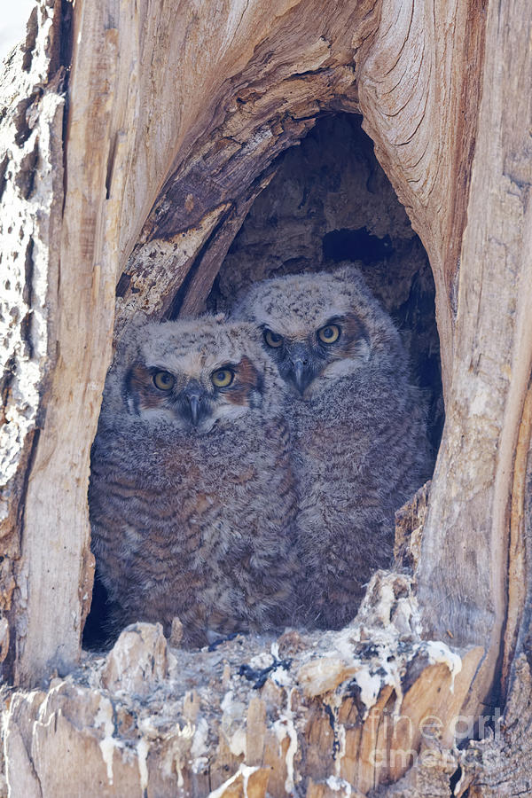 Great Horned Owlets in Lake Nokomis  Photograph by Natural Focal Point Photography