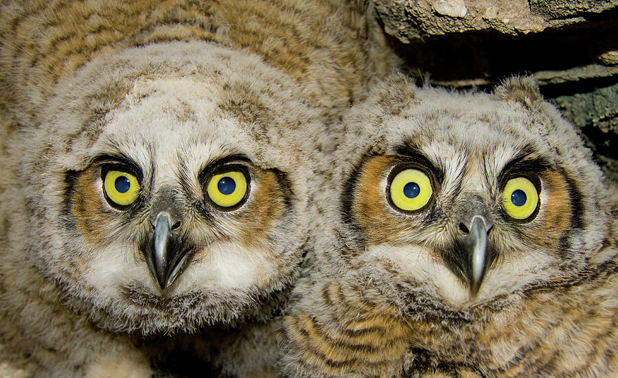 Great Horned Owlets Photograph By Kent Keller - Fine Art America