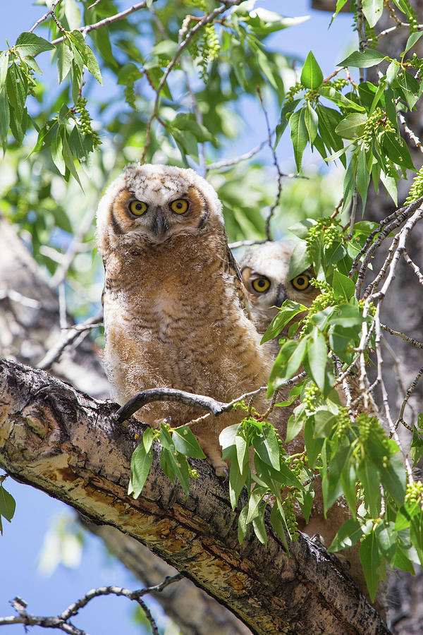 Great Horned Owlets, Mammoth Hot Springs, Yellowstone National Park ...