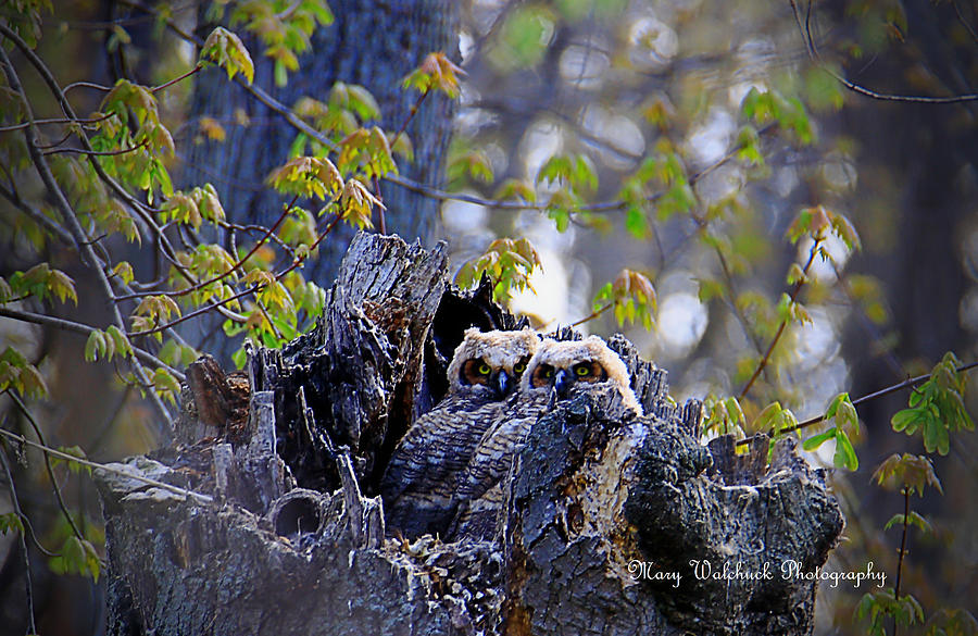Great Horned Owlets Photograph by Mary Walchuck