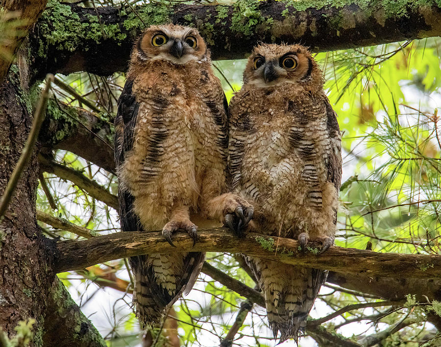 Great Horned Owlets Photograph By Michael Lewis - Fine Art America