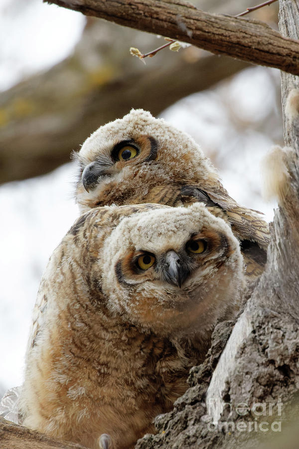 Great Horned Owlets Photograph by Natural Focal Point Photography