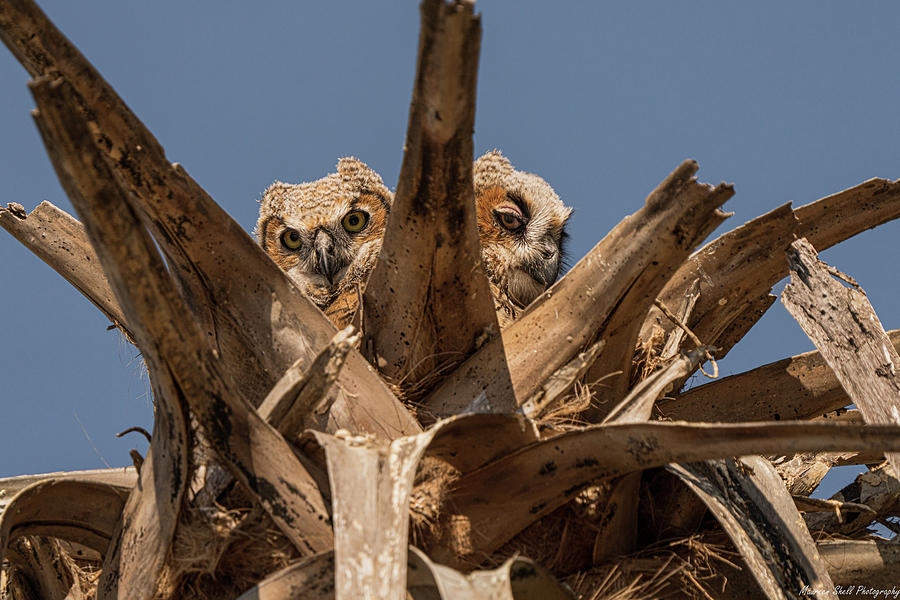 Great Horned Owlets Palm Tree Photograph By Maureen Shellenberger ...