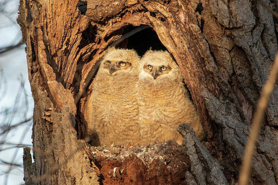 Bird Photograph - Great Horned Owlets Pose by Elisa Sweet