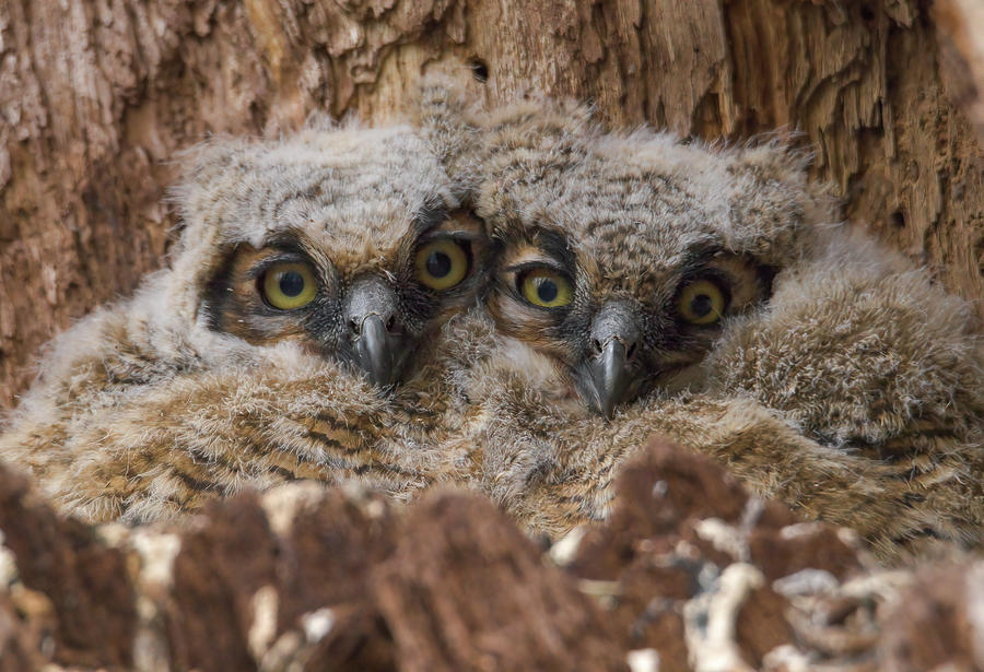 Great Horned Owlets Photograph By Randall Koehler - Fine Art America