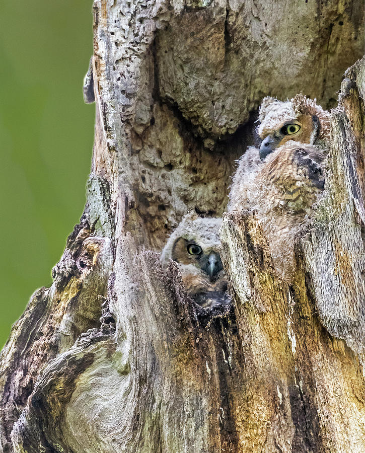 Great Horned Owlets Photograph by Susan Candelario