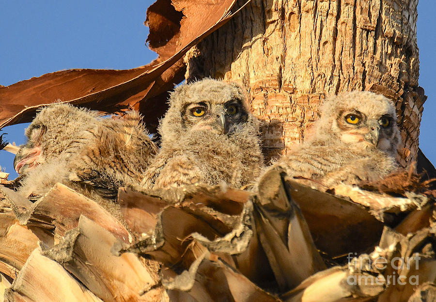 Great Horned Owlets Digital Art By Tammy Keyes - Fine Art America