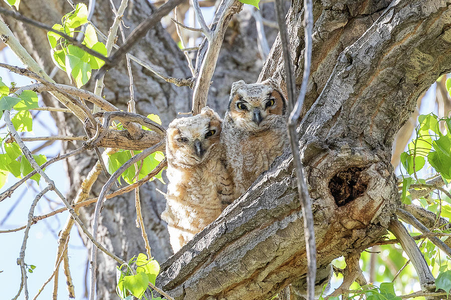 Great Horned Owlets Wide-Eyed Photograph by Tony Hake