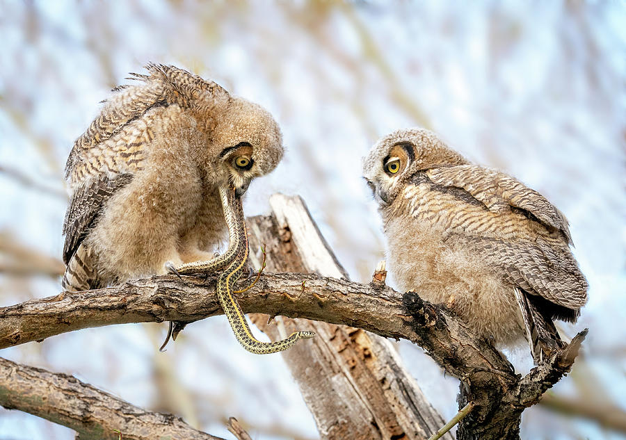 Great Horned Owlets With Snake -- Iv Photograph