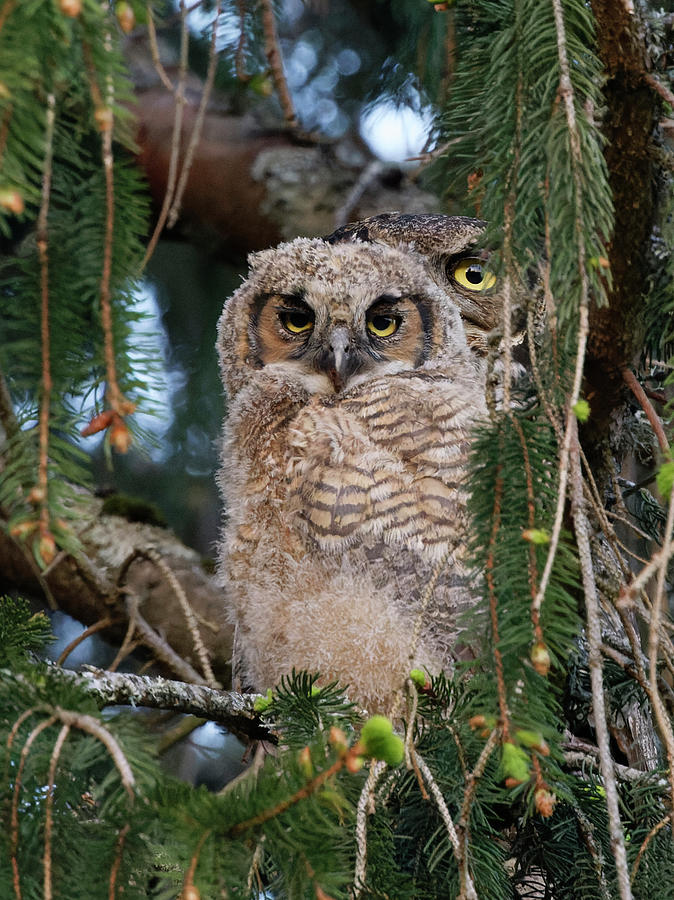 Great Horned Owls Photograph by Angie Vogel