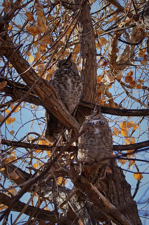 Great Horned Owls Photograph by Ernest Echols