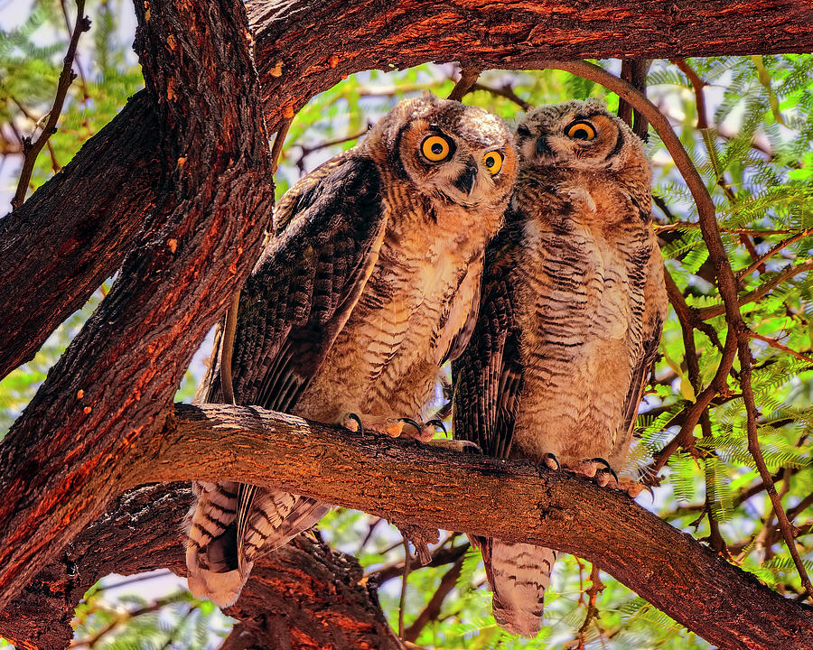 Great Horned Owls H124129 Photograph