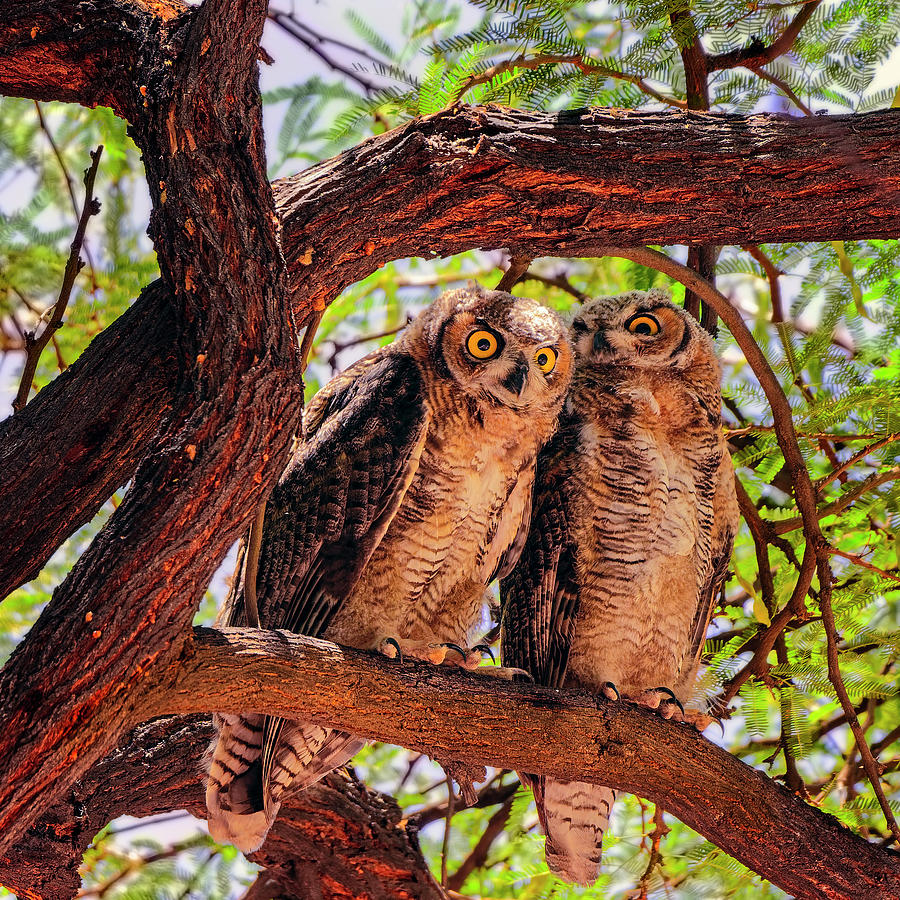 Great Horned Owls s124129 Photograph by Mark Myhaver