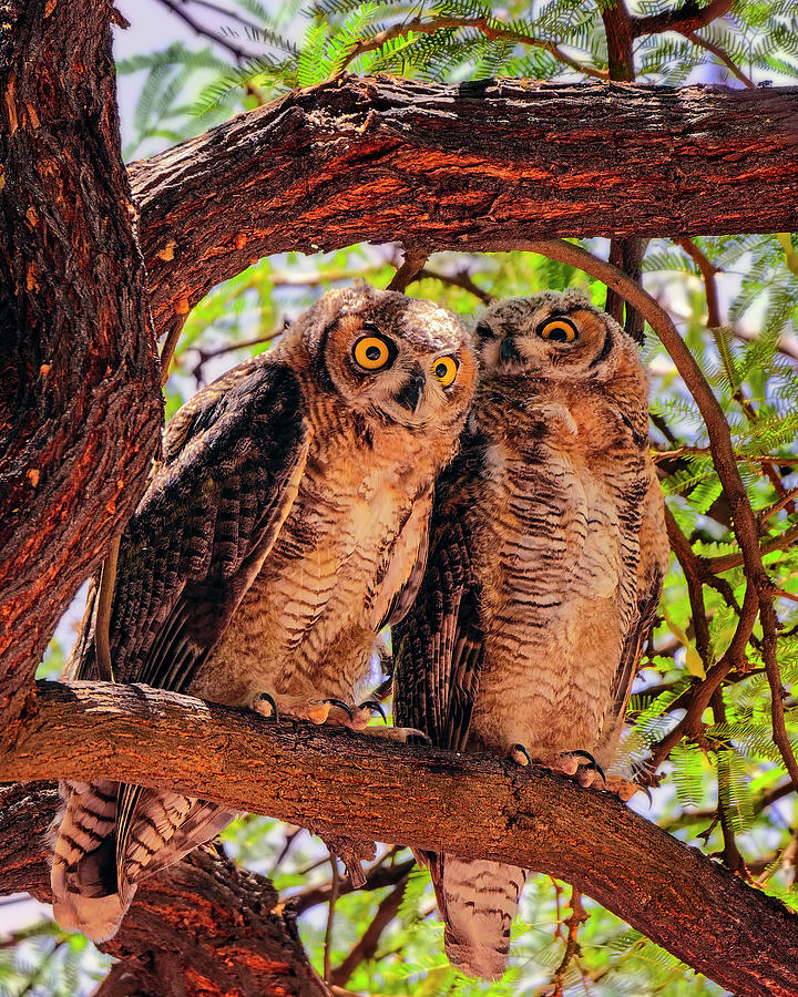 Great Horned Owls v124129 Photograph by Mark Myhaver
