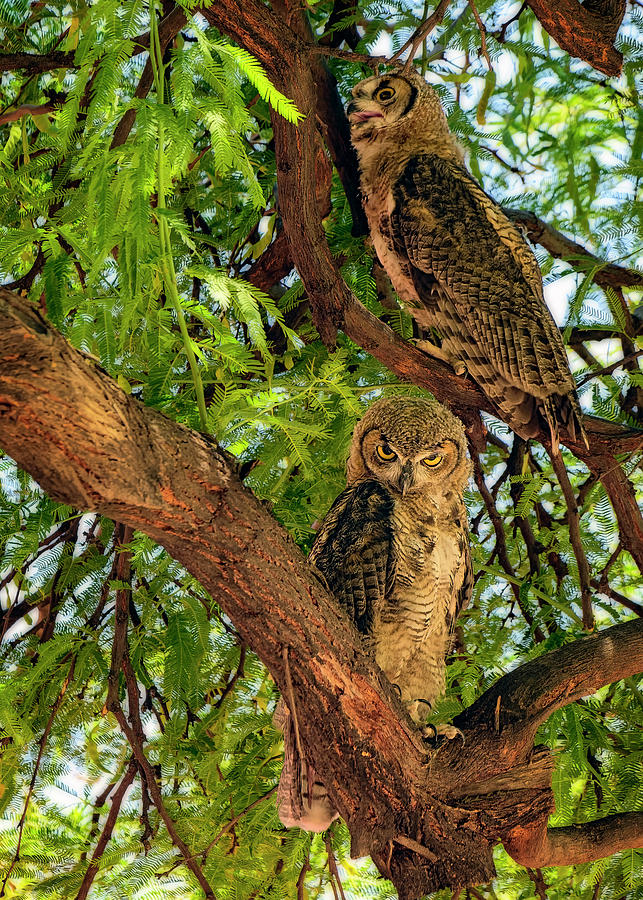 Great Horned Owls v24156 Photograph by Mark Myhaver