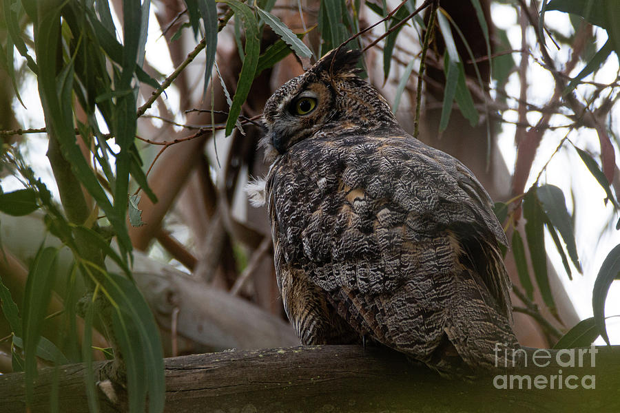 Great Horned Own 6155 Photograph by Craig Corwin
