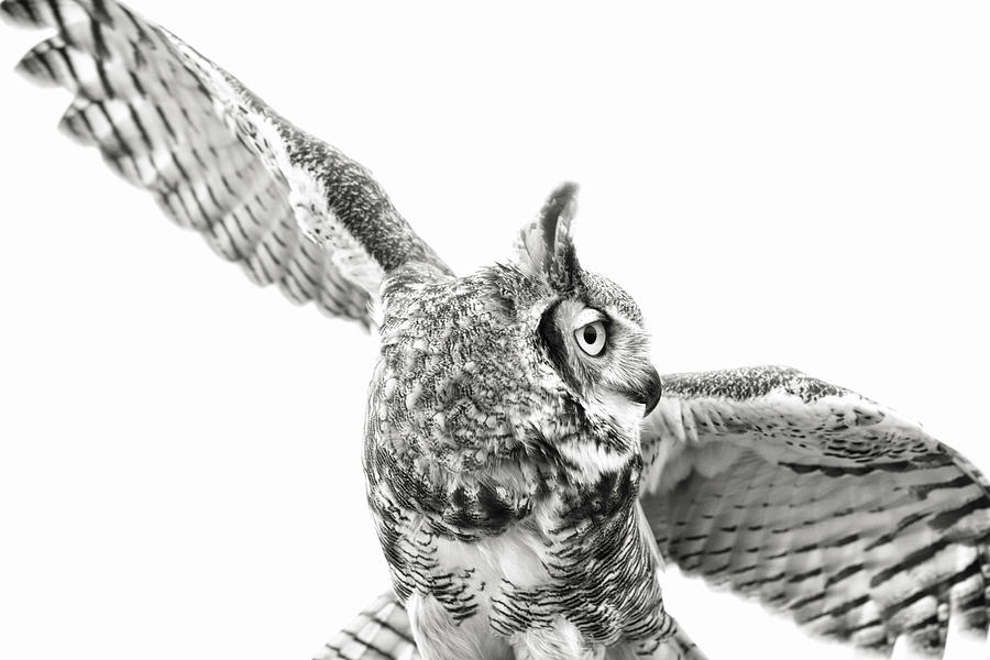 Great Horned Own in Black and White Photograph by Carolyn Hutchins