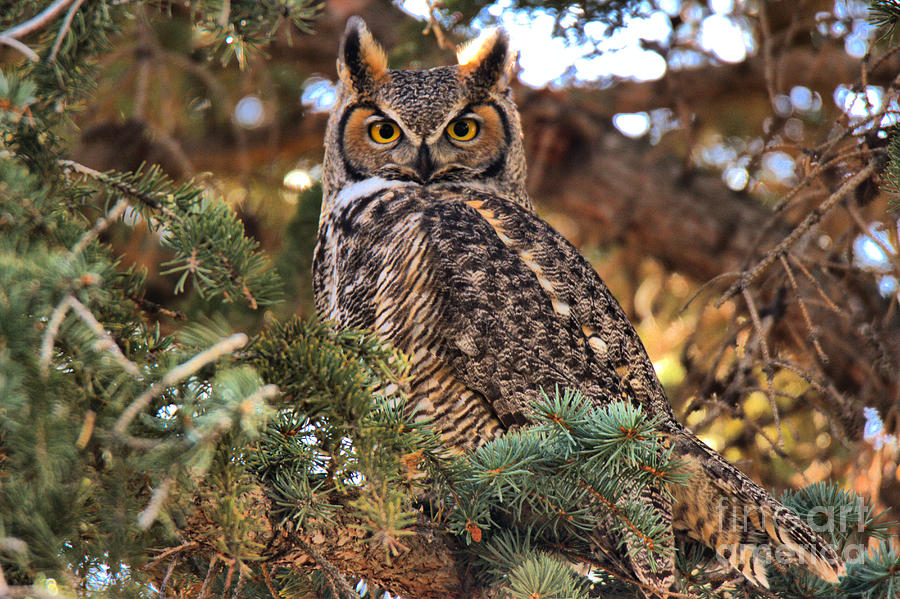 Great Horned Own On The Pine Branches Photograph by Adam Jewell