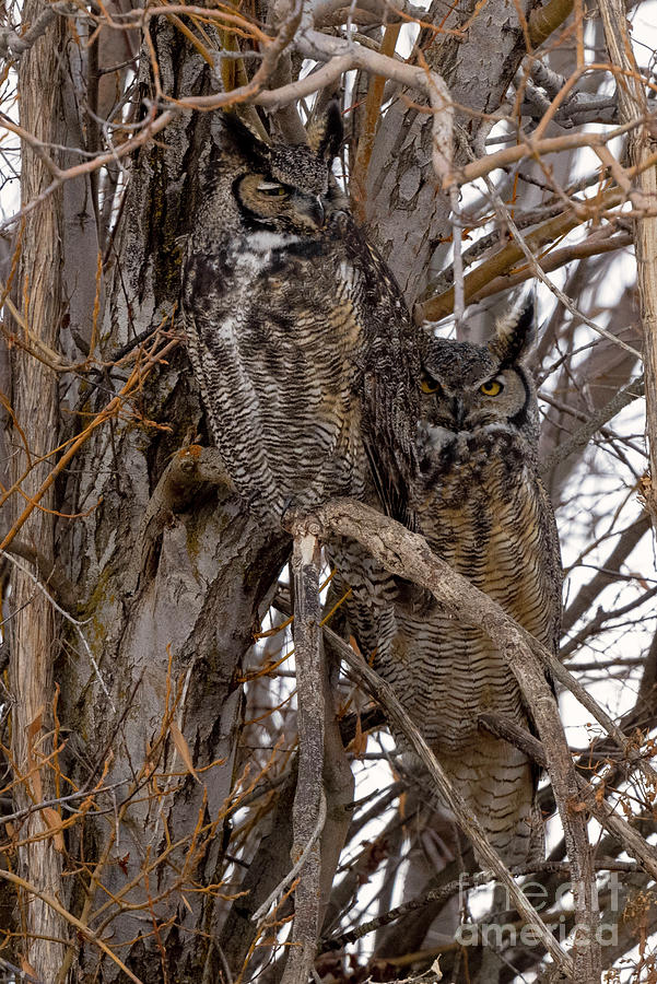 Great Horned Pair Photograph