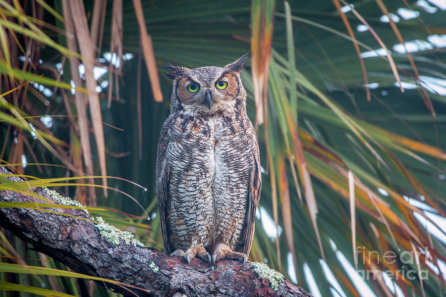Great Horned Stare Photograph by Tom Claud