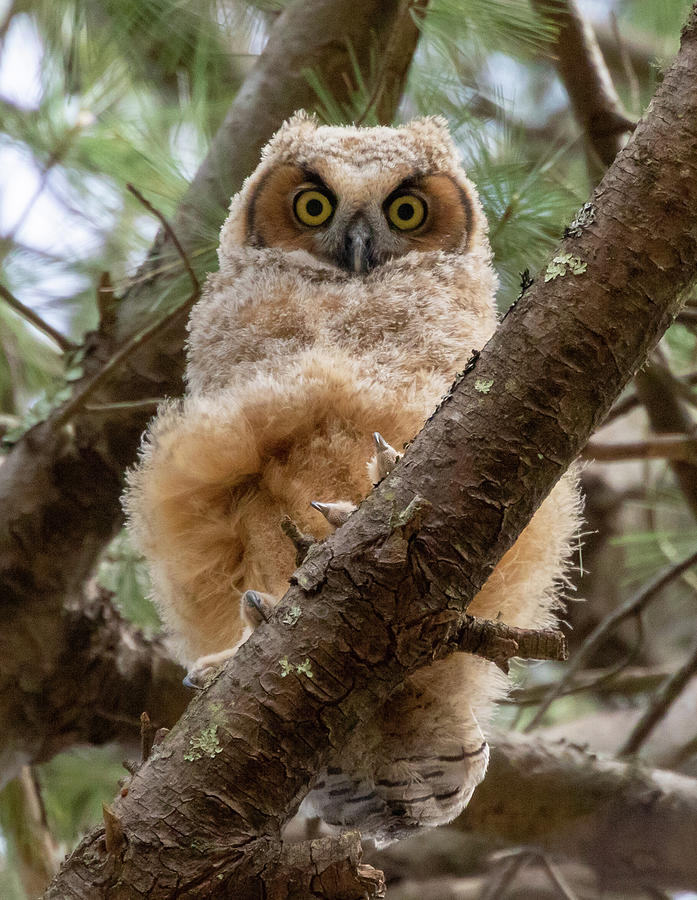 Great Horned Owlets Marilyn Monroe Moment Photograph By Robyn Lafata ...