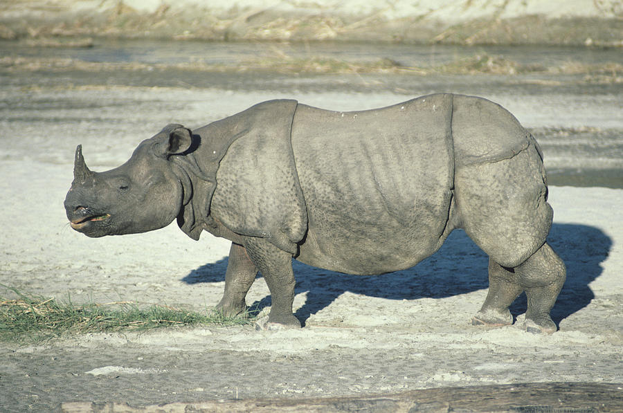 Great Indian one-horned rhino, Asia Photograph by Tom Brakefield