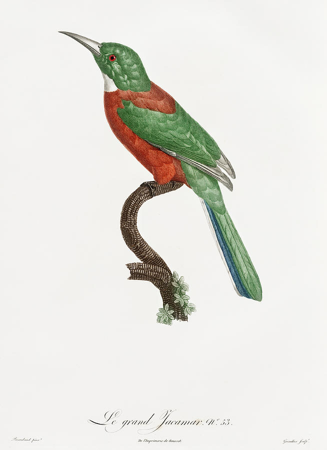 Jacques Barraband Digital Art - Great Jacamar - Vintage Bird Illustration - Birds Of Paradise - Jacques Barraband - Ornithology by Studio Grafiikka