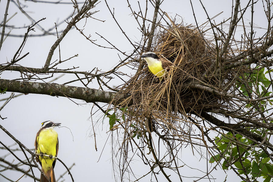 Great Kiskadees Nest Building Time Photograph by Debra Martz Great Kiskadees Nest Building Time Photograph by Debra Martz