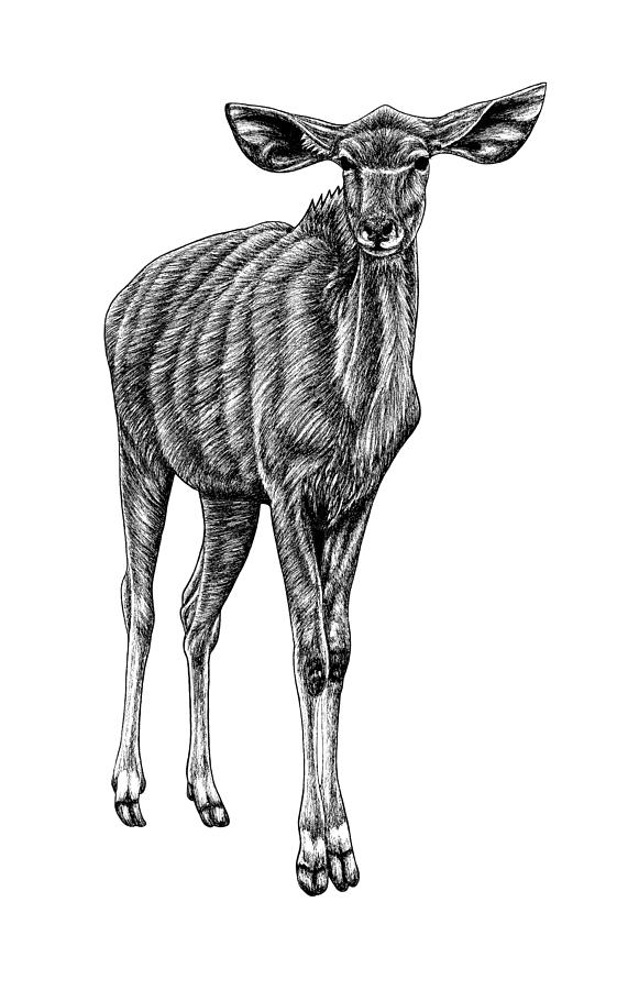 Animal Drawing - Great kudu by Loren Dowding