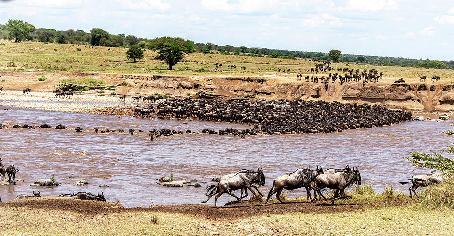 Great Migration in Africa Photograph by Mark Stephens | Fine Art America