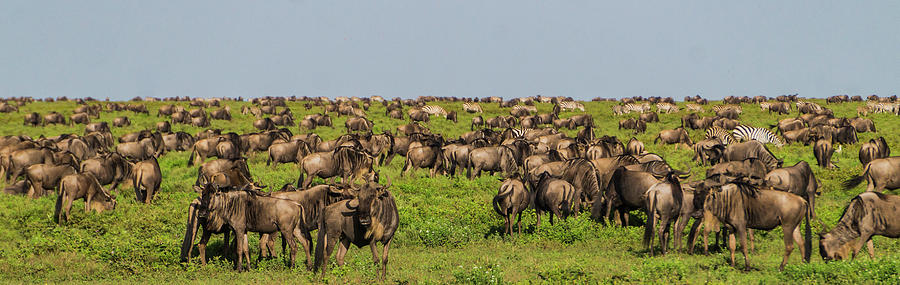 Great Migration of the Wildebeest and Zebras Photograph by Ann Moore