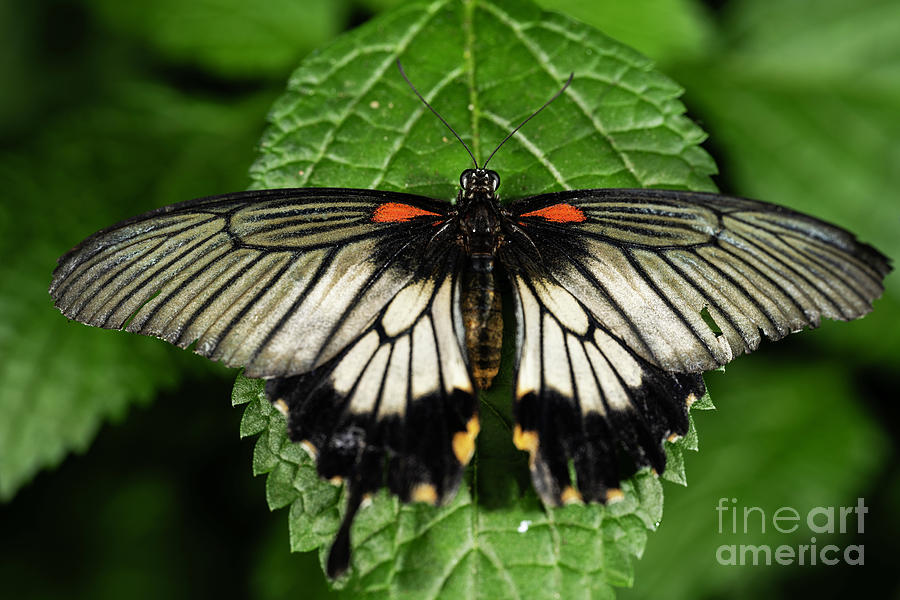 Great Mormon Butterfly Photograph by JT Lewis