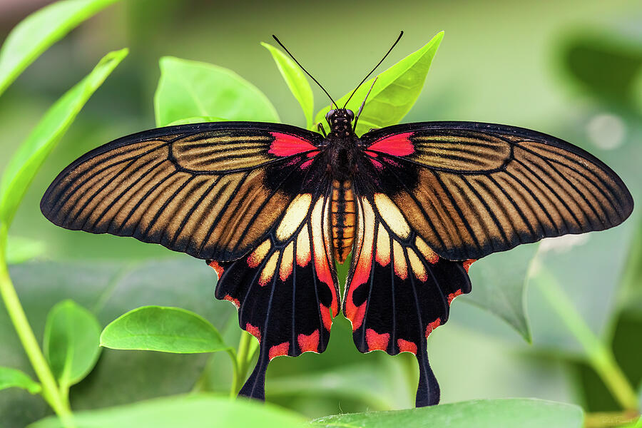 Great Mormon Butterfly Photograph by Rick Furmanek