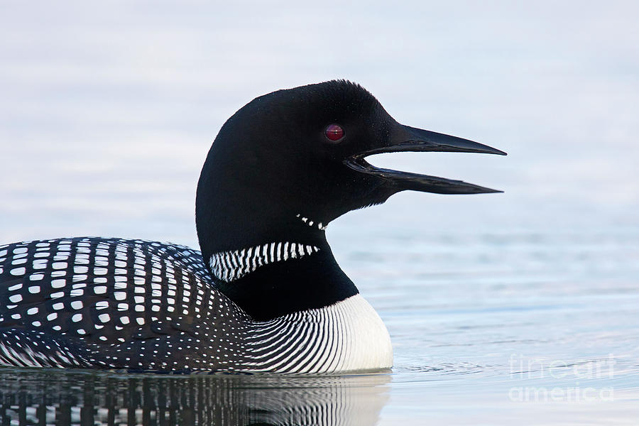 Great Northern Diver Calling Photograph by Arterra Picture Library