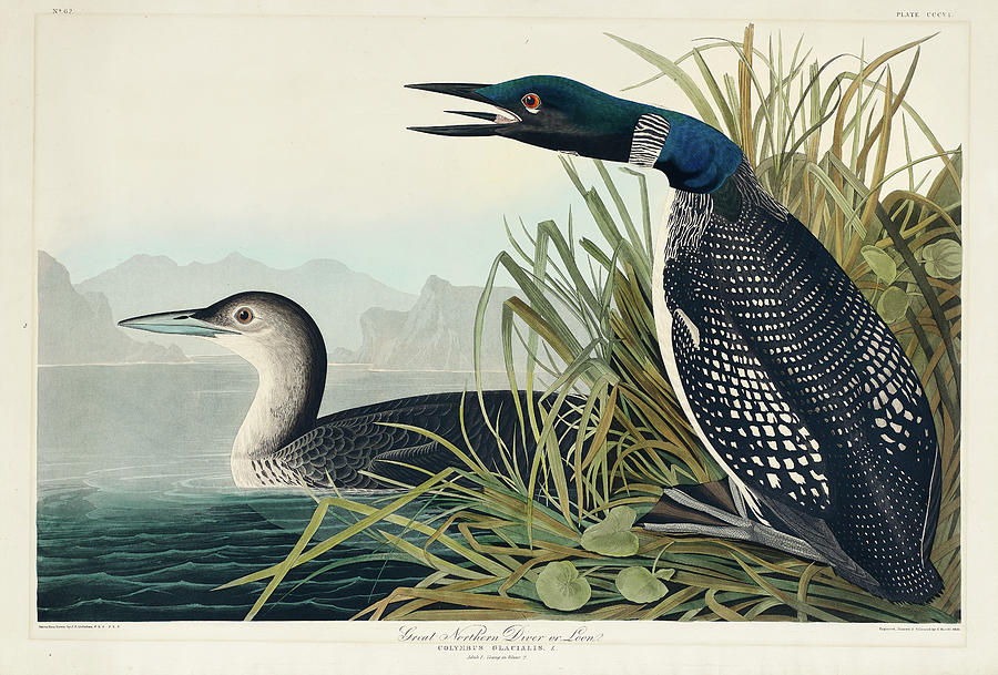 Audubon Birds Drawing - Great Northern Diver or Loon by John James Audubon